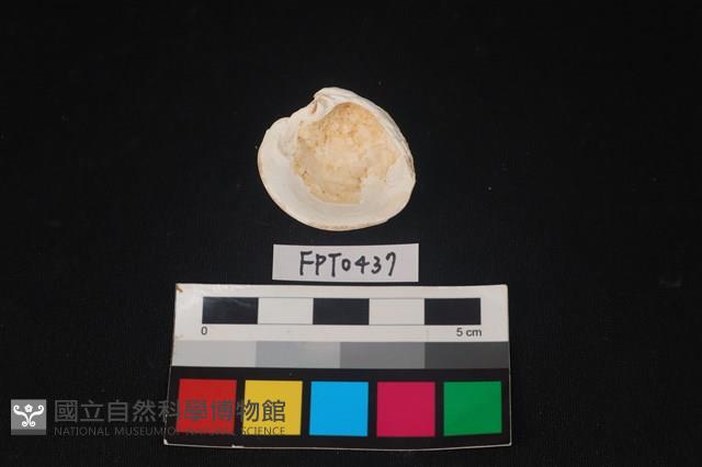 貝殼藏品圖，第2張