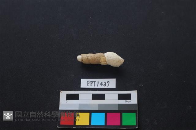 貝殼藏品圖，第2張