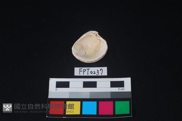貝殼藏品圖，第2張