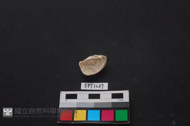 貝殼藏品圖，第2張
