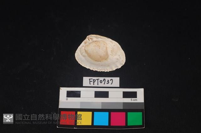 貝殼藏品圖，第2張