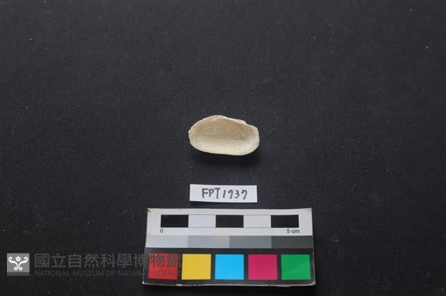 貝殼藏品圖，第2張