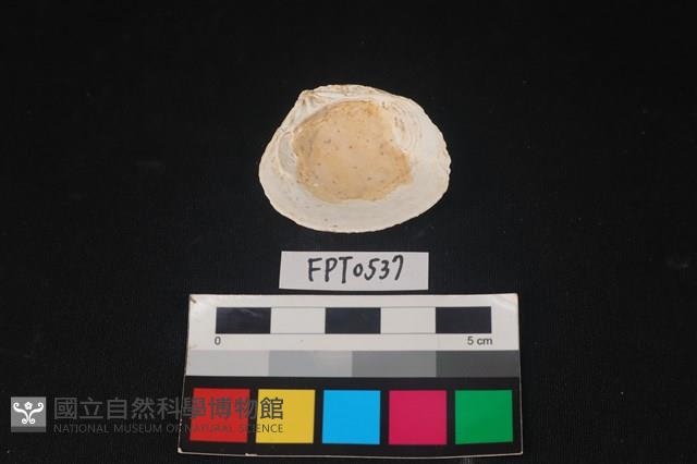 貝殼藏品圖，第2張