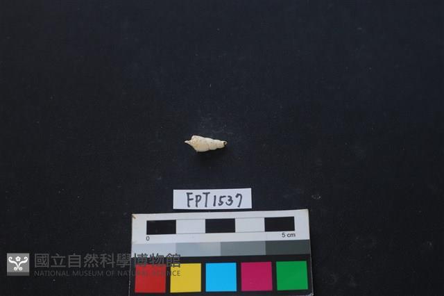 貝殼藏品圖，第2張