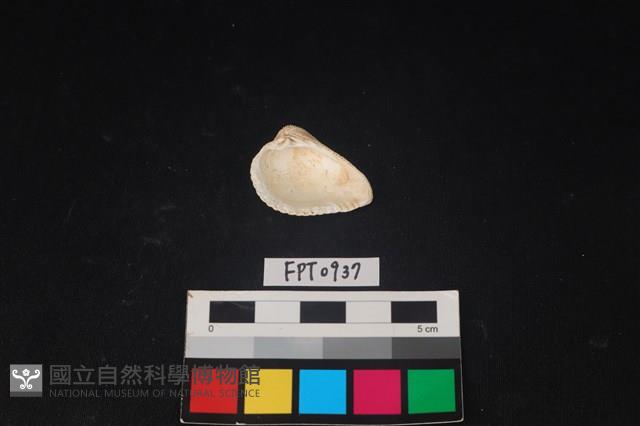 貝殼藏品圖，第2張