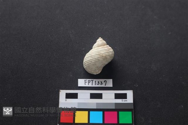 貝殼藏品圖，第2張