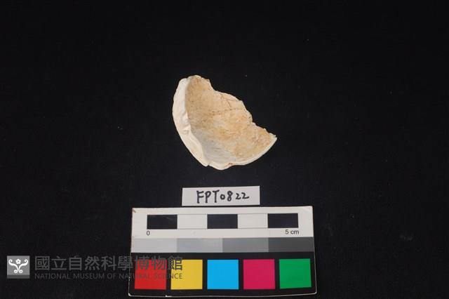 貝殼藏品圖，第2張