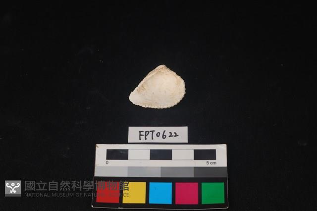 貝殼藏品圖，第2張