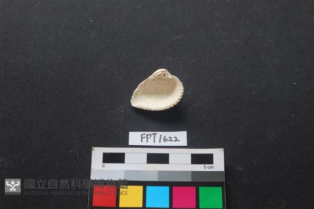 貝殼藏品圖，第2張