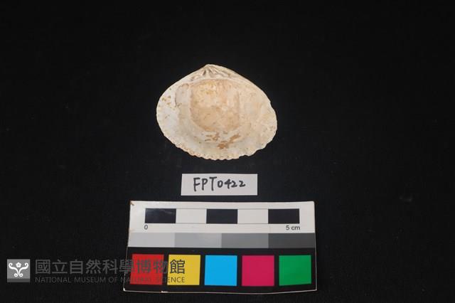 貝殼藏品圖，第2張