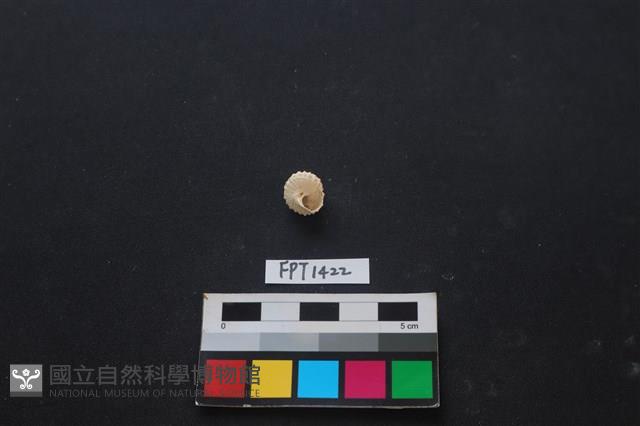 貝殼藏品圖，第2張