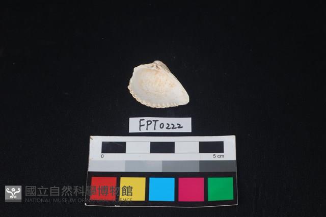 貝殼藏品圖，第2張