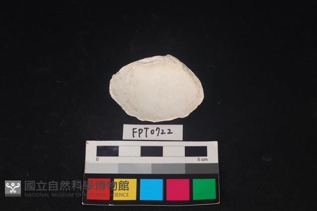 貝殼藏品圖，第2張