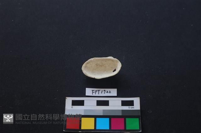 貝殼藏品圖，第2張