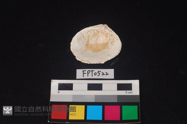 貝殼藏品圖，第2張