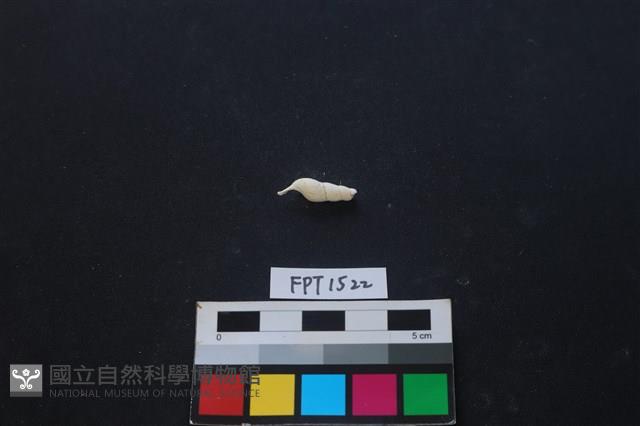 貝殼藏品圖，第2張