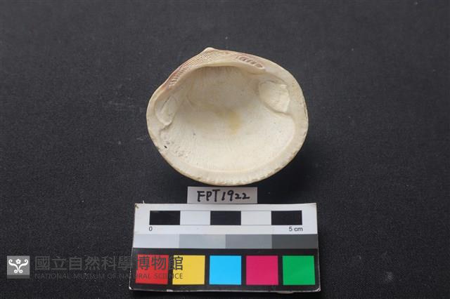 貝殼藏品圖，第2張