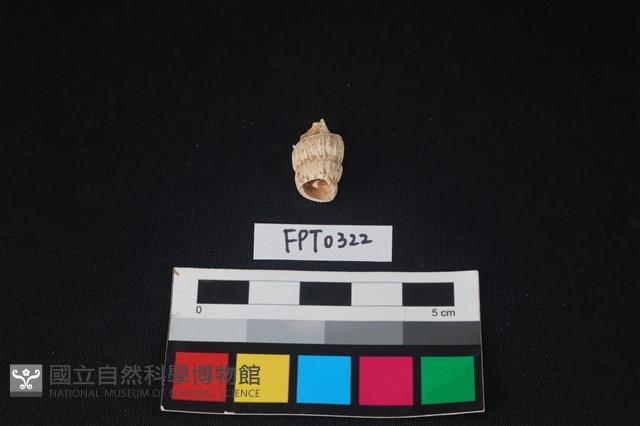 貝殼藏品圖，第2張