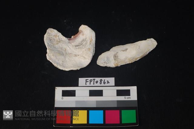 貝殼藏品圖，第2張