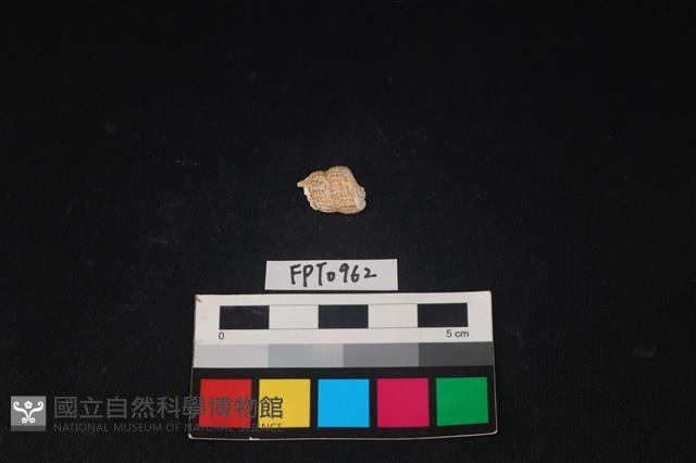 貝殼藏品圖，第2張
