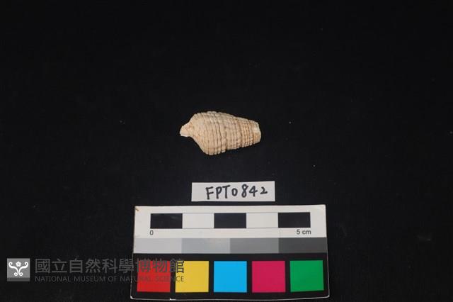 貝殼藏品圖，第2張
