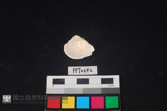 貝殼藏品圖，第2張