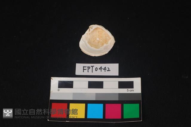 貝殼藏品圖，第2張