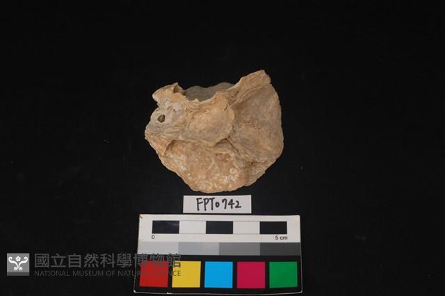 貝殼藏品圖，第2張