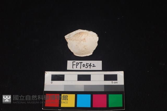 貝殼藏品圖，第2張