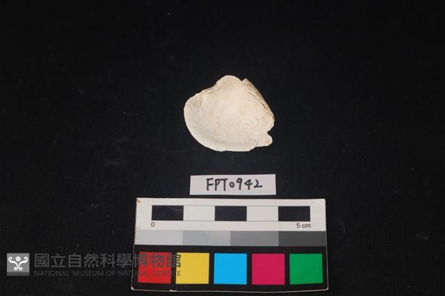 貝殼藏品圖，第2張