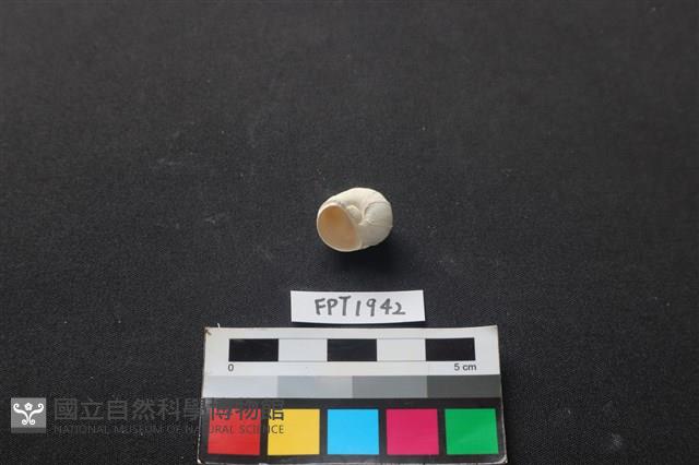 貝殼藏品圖，第2張