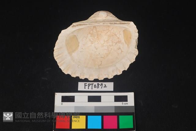 貝殼藏品圖，第2張
