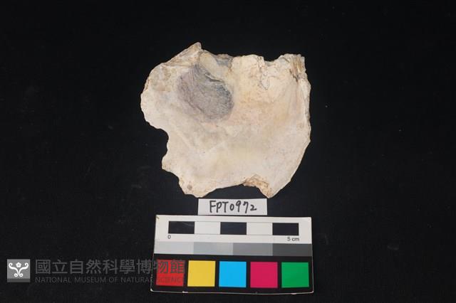 貝殼藏品圖，第2張