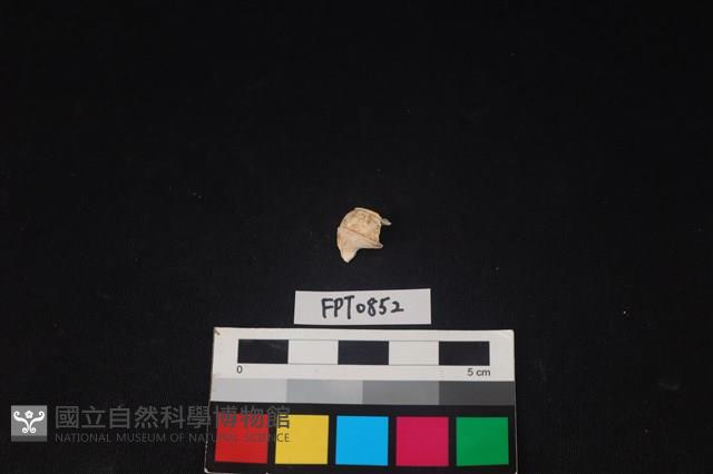 貝殼藏品圖，第2張