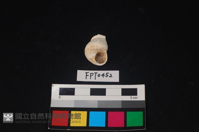 貝殼藏品圖，第2張