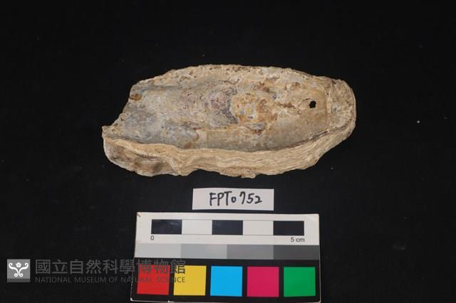 貝殼藏品圖，第2張