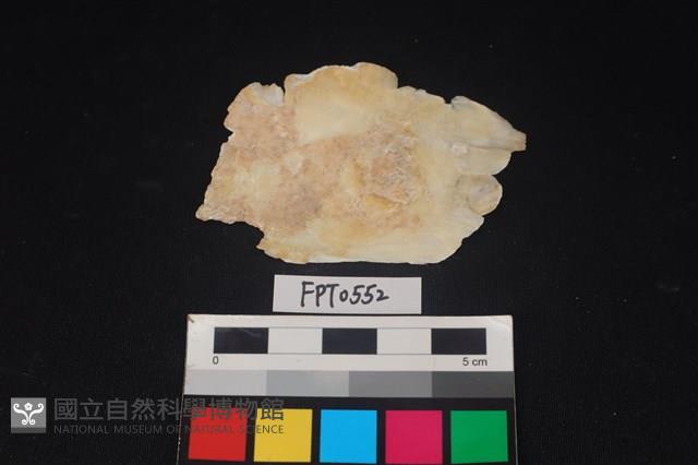 貝殼藏品圖，第2張