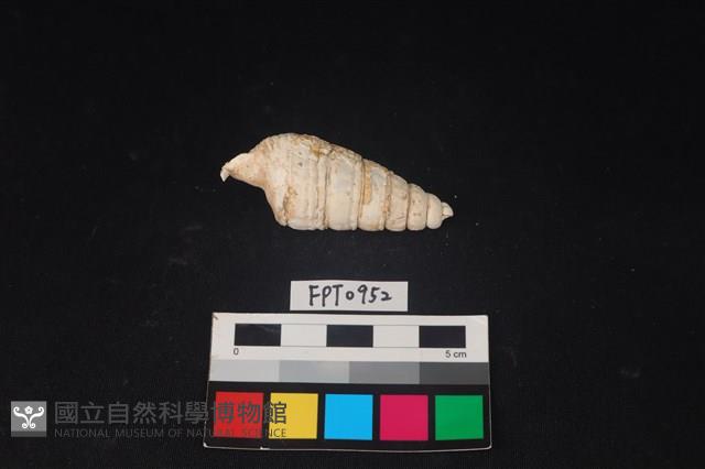 貝殼藏品圖，第2張