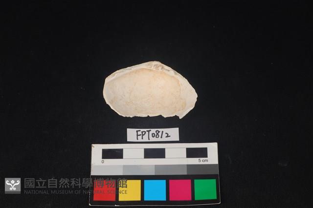 貝殼藏品圖，第2張
