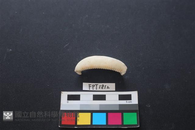 貝殼藏品圖，第2張