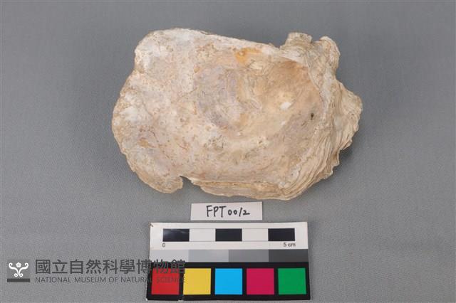 貝殼藏品圖，第2張