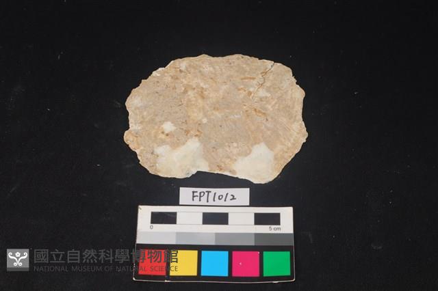 貝殼藏品圖，第2張