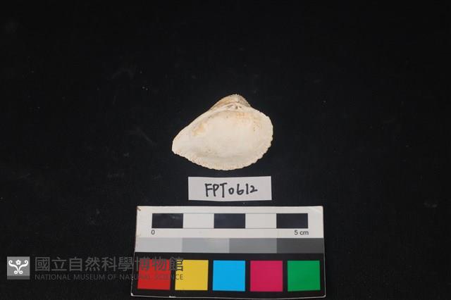 貝殼藏品圖，第2張
