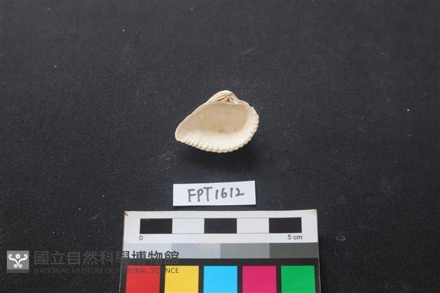 貝殼藏品圖，第2張