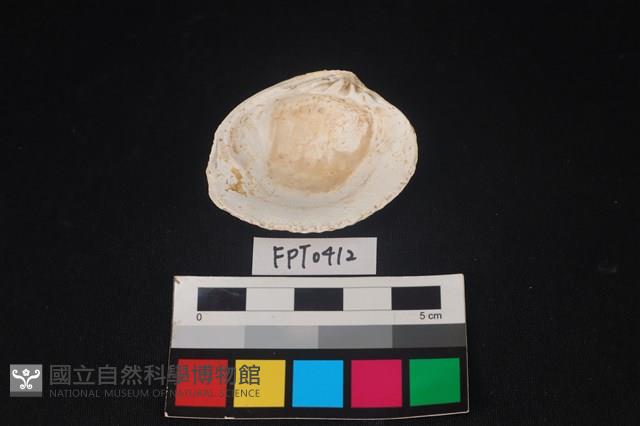 貝殼藏品圖，第2張