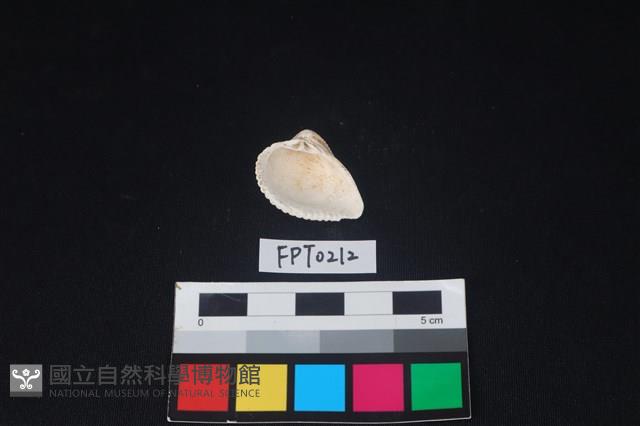 貝殼藏品圖，第2張