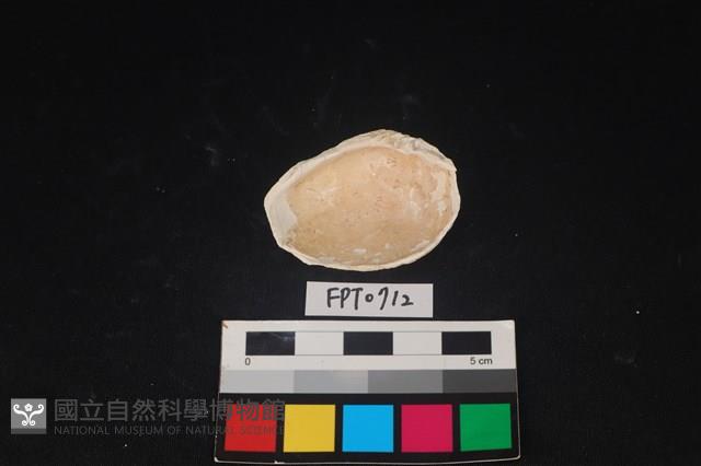 貝殼藏品圖，第2張