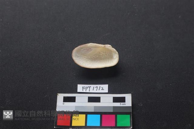 貝殼藏品圖，第2張