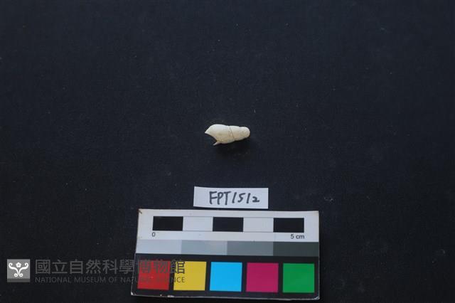 貝殼藏品圖，第2張