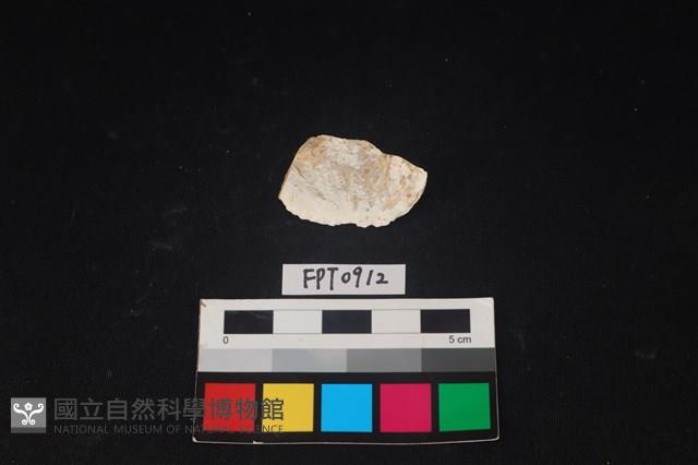 貝殼藏品圖，第2張